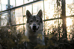 Wolfhound portrait
