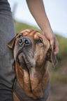 Shar-Pei-Mongrel portrait