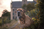 Shar-Pei-Mongrel portrait