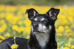 Jack-Russell-Terrier-Mongrel portrait