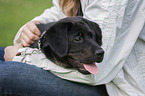 human with Labrador-Retriever-Mongrel