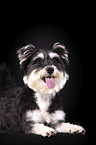 lying Schnauzer-Yorkshire-Terrier-Mongrel