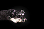 lying Schnauzer-Yorkshire-Terrier-Mongrel
