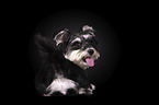 Schnauzer-Yorkshire-Terrier-Mongrel