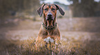 Rhodesian-Ridgeback-Mongrel portrait