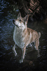 standing Wolfhound
