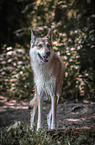 standing Wolfhound