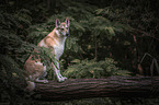 sitting Wolfhound