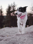 running Border-Collie-Mongrel