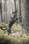 standing Galgo-Espanol-Mongrel