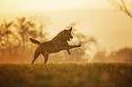 running Shepherd-Mongrel