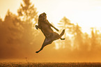 jumping Shepherd-Mongrel