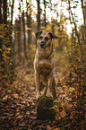 standing Shepherd-Mongrel