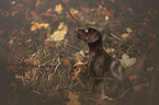 Doberman-Pinscher-Labrador-Retriever-Mongrel