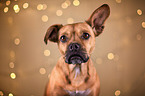 French-Bulldog-Mongrel portrait