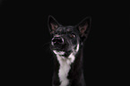 Siberian-Husky-Shepherd-Mongrel portrait