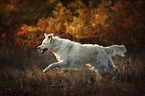 running Livestock-Guardian-Dog-Mongrel