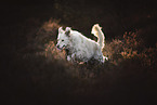 running Livestock-Guardian-Dog-Mongrel