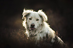 Livestock-Guardian-Dog-Mongrel portrait