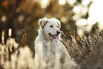 sitting Livestock-Guardian-Dog-Mongrel