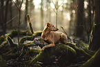 lying Podenco-Mongrel