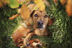 Podenco-Mongrel