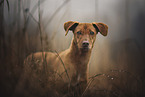 Podenco-Mongrel