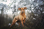 standing Podenco-Mongrel