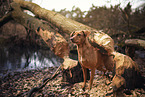 standing Podenco-Mongrel