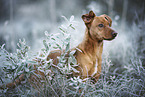 Podenco-Mongrel