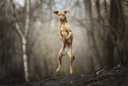 jumping Podenco-Mongrel