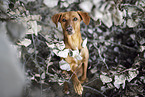 Podenco-Mongrel