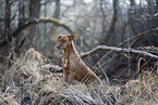 standing Podenco-Mongrel