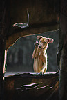 Podenco-Mongrel