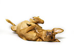 lying Podenco-Mongrel
