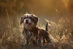 standing Dachshund-Mongrel