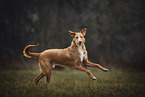 running Podenco-Mongrel