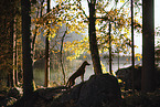 standing Podenco-Mongrel