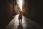 standing Podenco-Mongrel