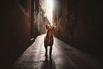 standing Podenco-Mongrel