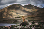 sitting Podenco-Mongrel