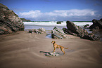 standing Podenco-Mongrel