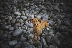 standing Podenco-Mongrel