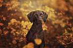 Weimaraner-Mongrel portrait