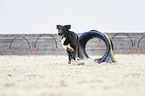 running Border-Collie-Mongrel