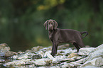 Labrador-Retriever-Magyar-Vizsla Puppy