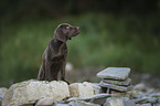 Labrador-Retriever-Magyar-Vizsla Puppy