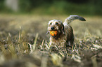 standing Dachshund-Mongrel