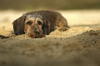 lying Dachshund-Mongrel