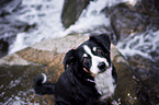 Entlebucher-Mountain-Dog-Mongrel